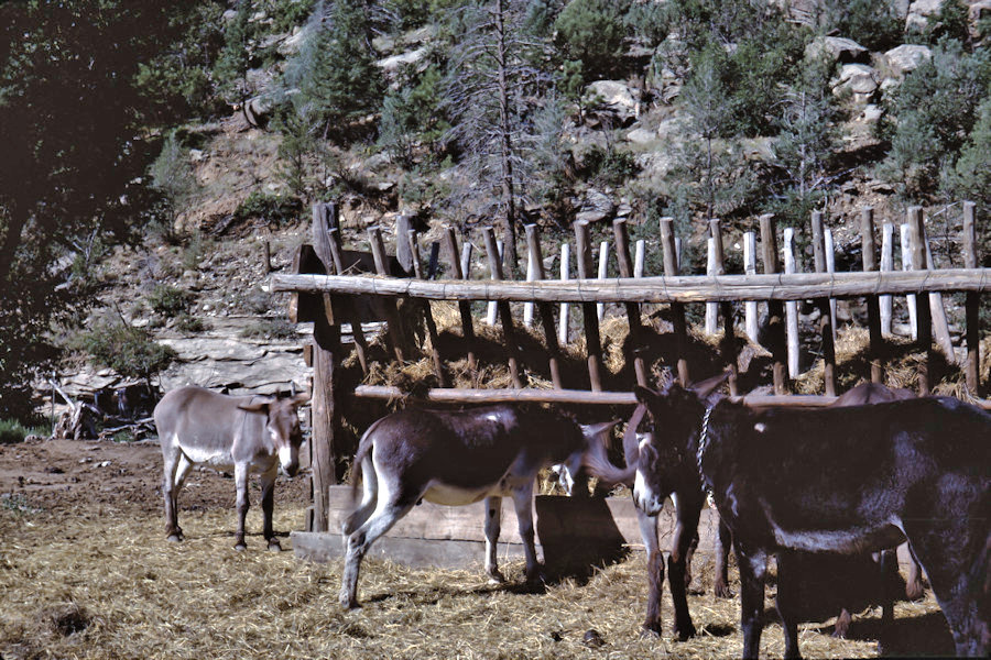 Burro Corral Ponil Scene from Philmont Trip 1962