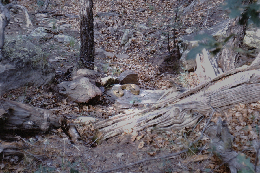 Cross Country Hike - Stony Point Scene from Philmont Trip 1962