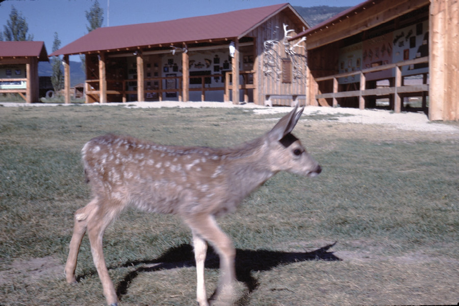HQ Nature Display Scene from Philmont Trip 1962