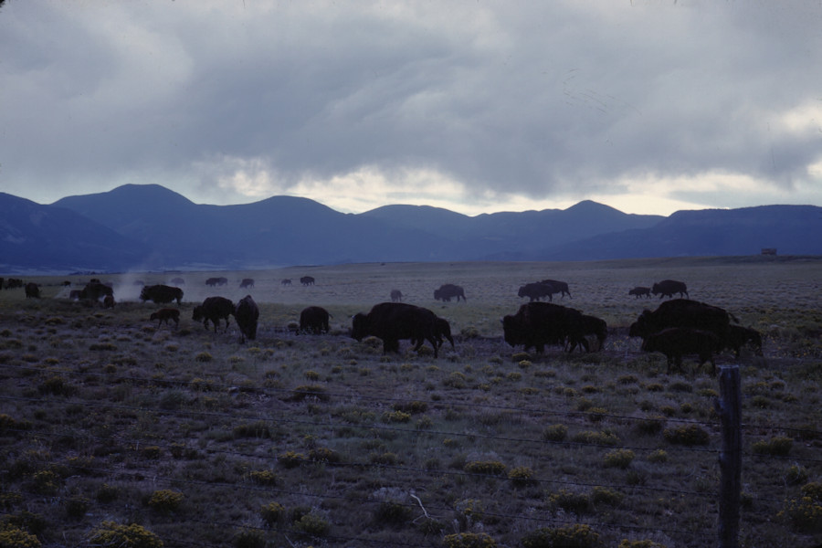 Philmont Buffalo Scene from Philmont Trip 1962