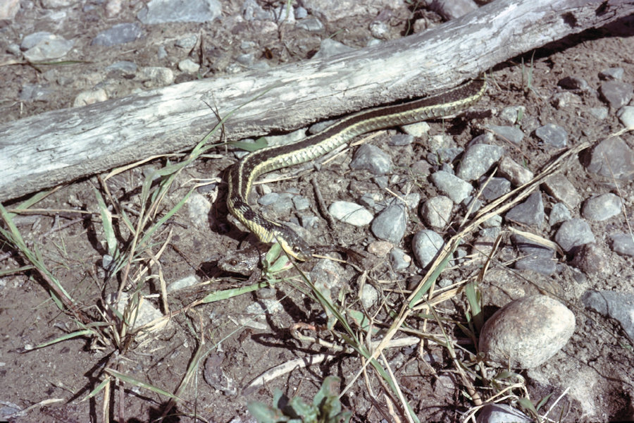 Sturgeon Chutes Scene from Tinnerman trip 1963